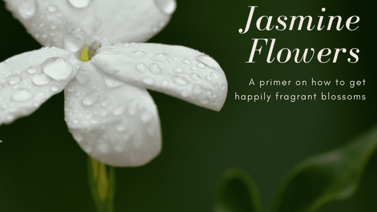 How To Grow Jasmine Flowers Dengarden