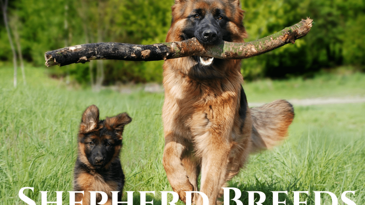 are king shepherds gentle