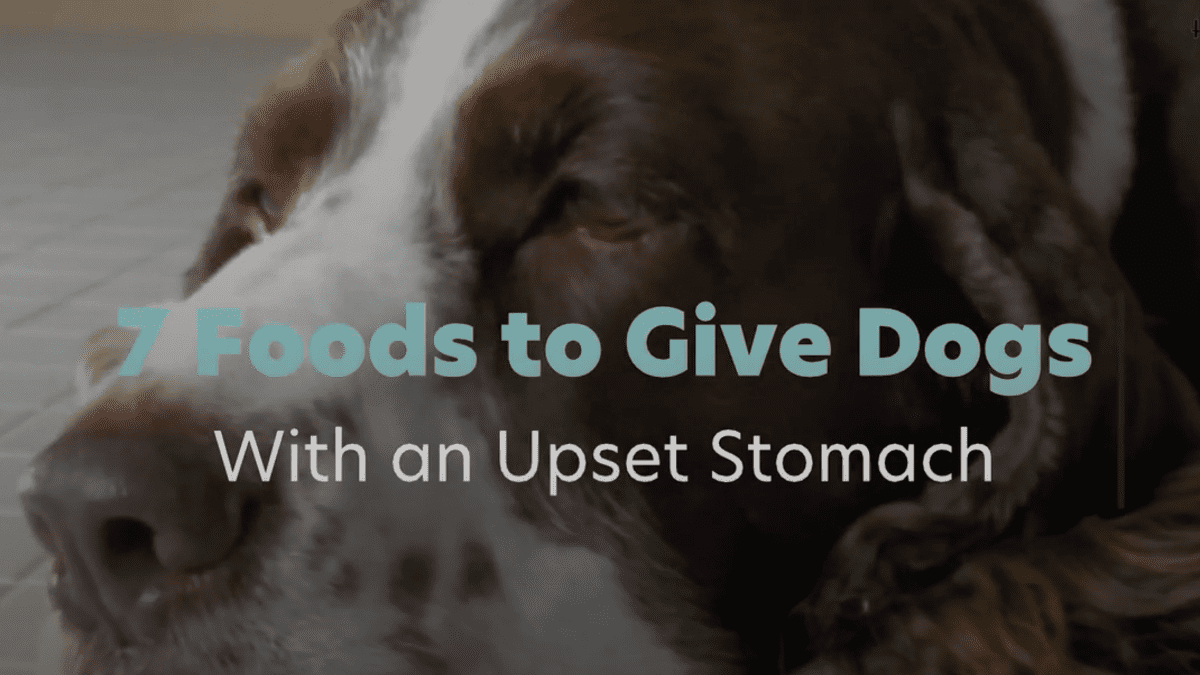 12 Human Foods To Give To Dogs With Diarrhea Or Upset Stomach Pethelpful