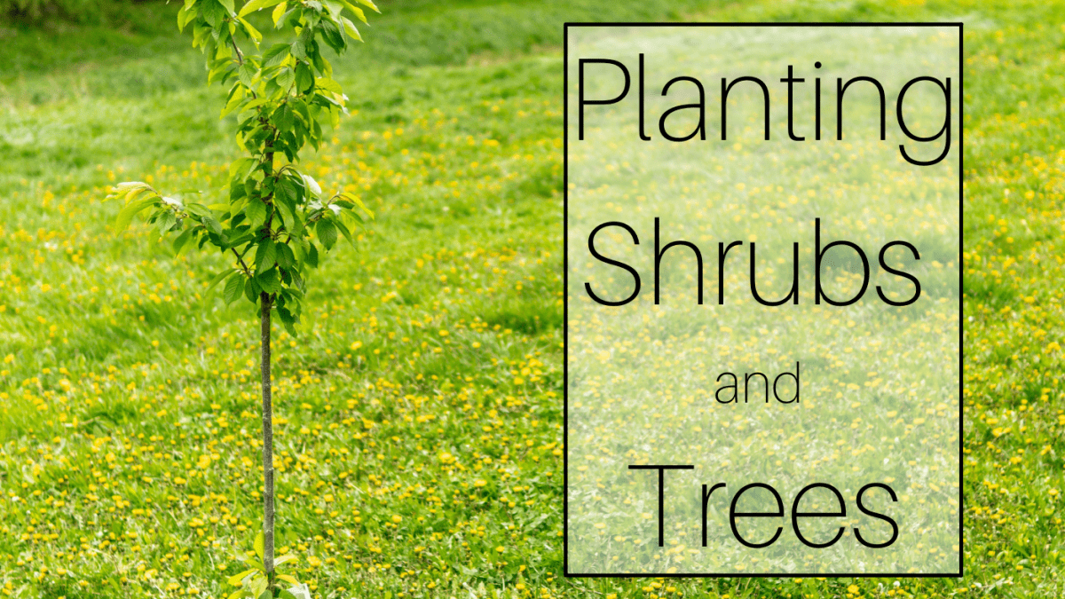 How to Plant a Tree or Shrub in 20 Easy Steps   Dengarden