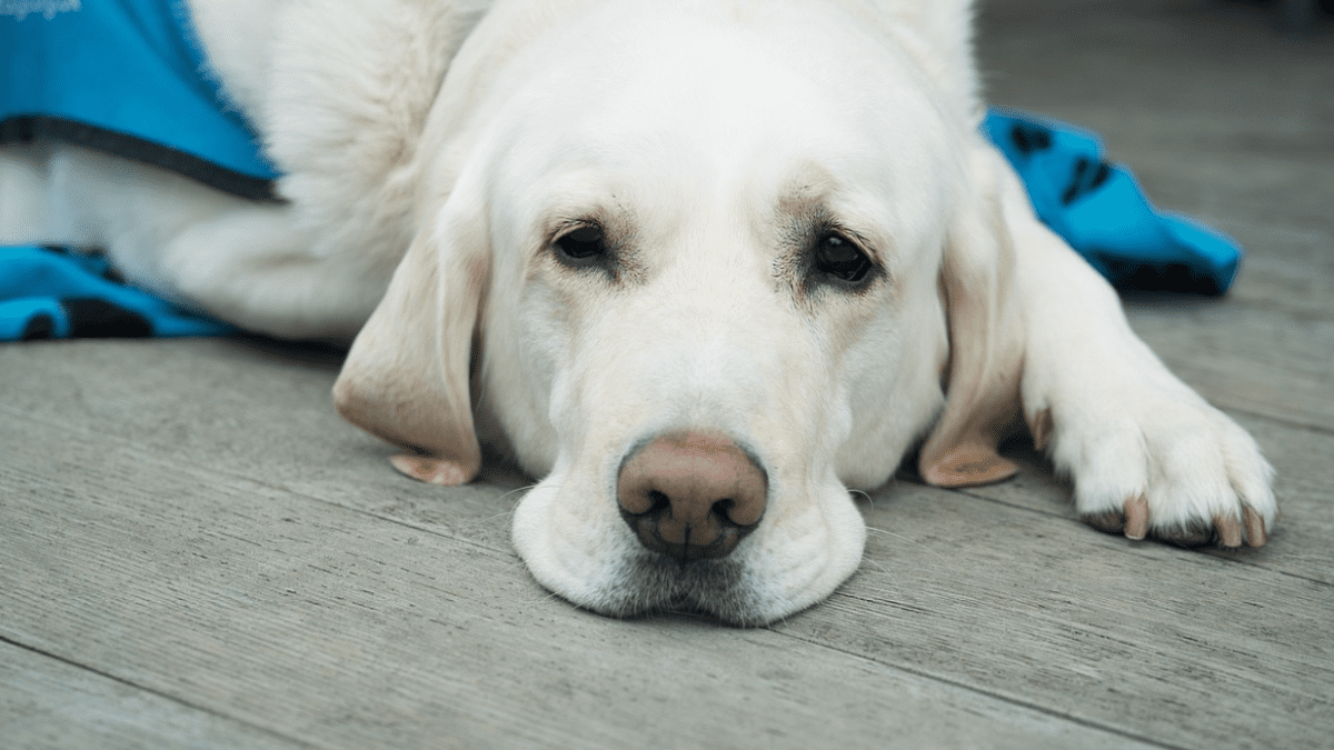 Largest study reveals most common disorders and lifespan of pet