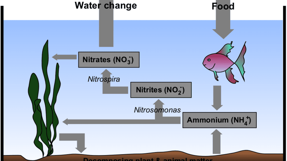 nitrogen cycle aquarium