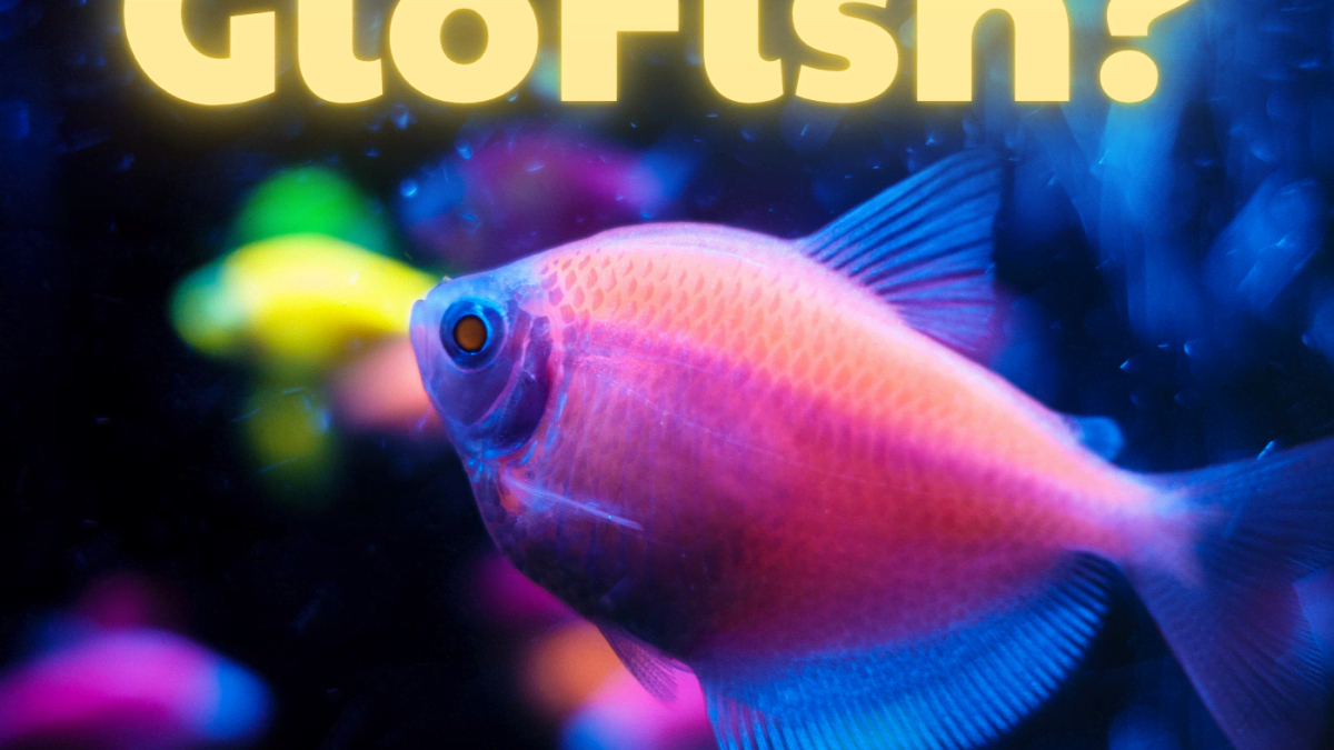 glofish coloring pages