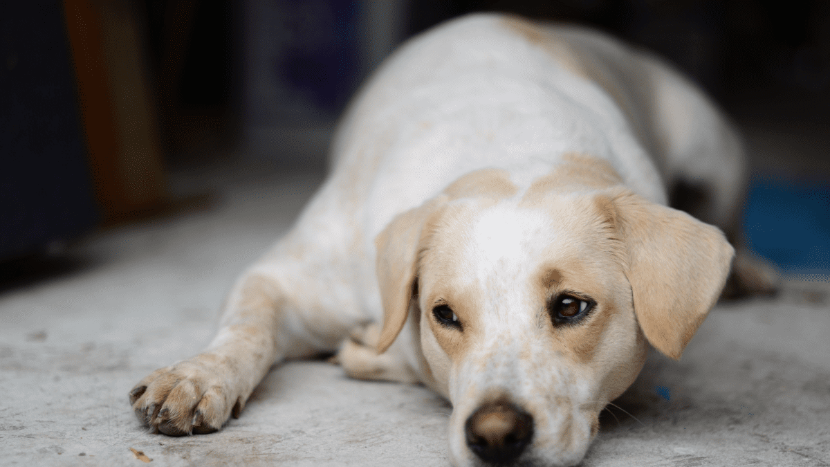 Pyoderma in Dogs: Home Treatment and Remedies - PetHelpful