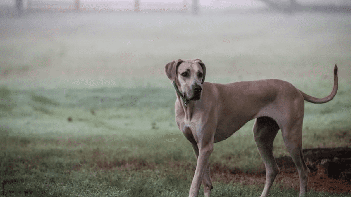 Saddle Breaking a Great Dane - HubPages