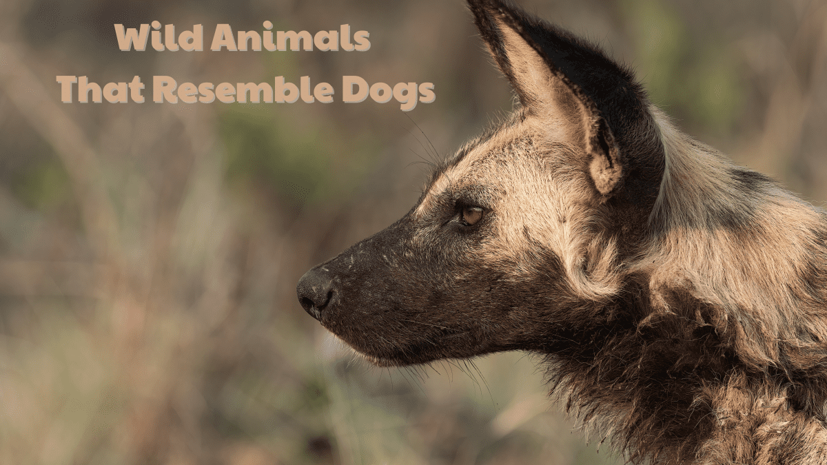 are african painted dogs dangerous
