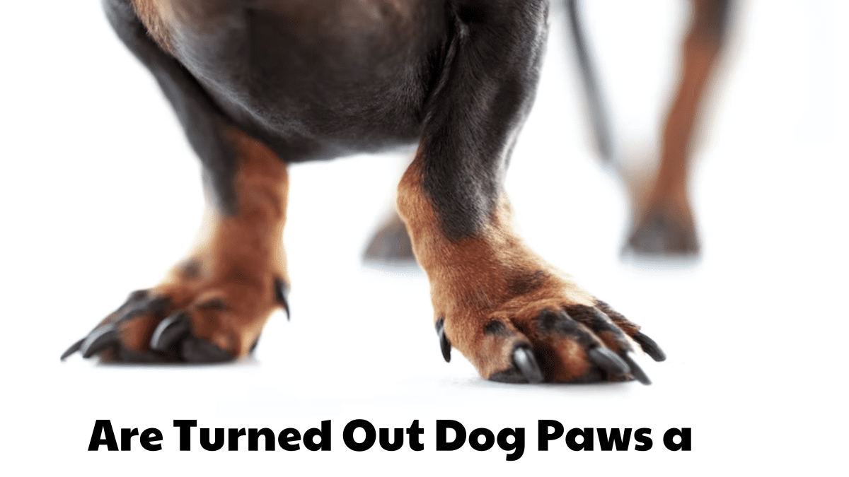 Don't paws! Get your dog in shape with this great piece of