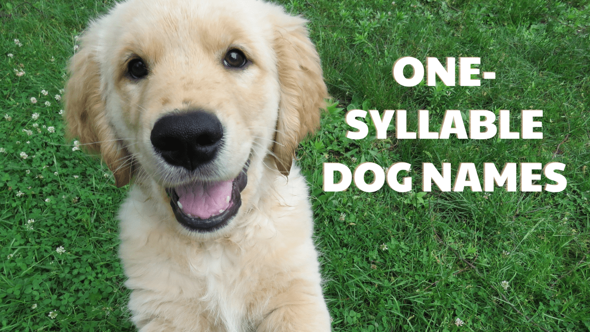 350+ One-Syllable Dog Names (With Meanings) - PetHelpful