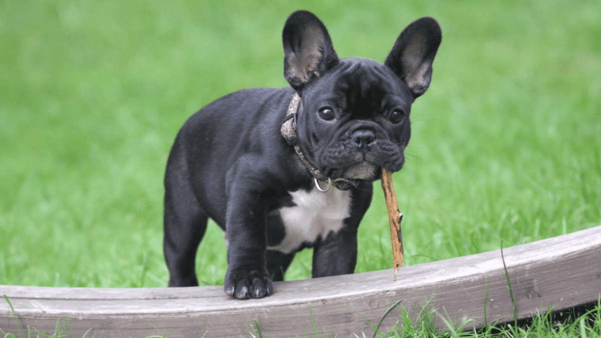 50 Most Popular French Bulldog Names – frenchie Shop