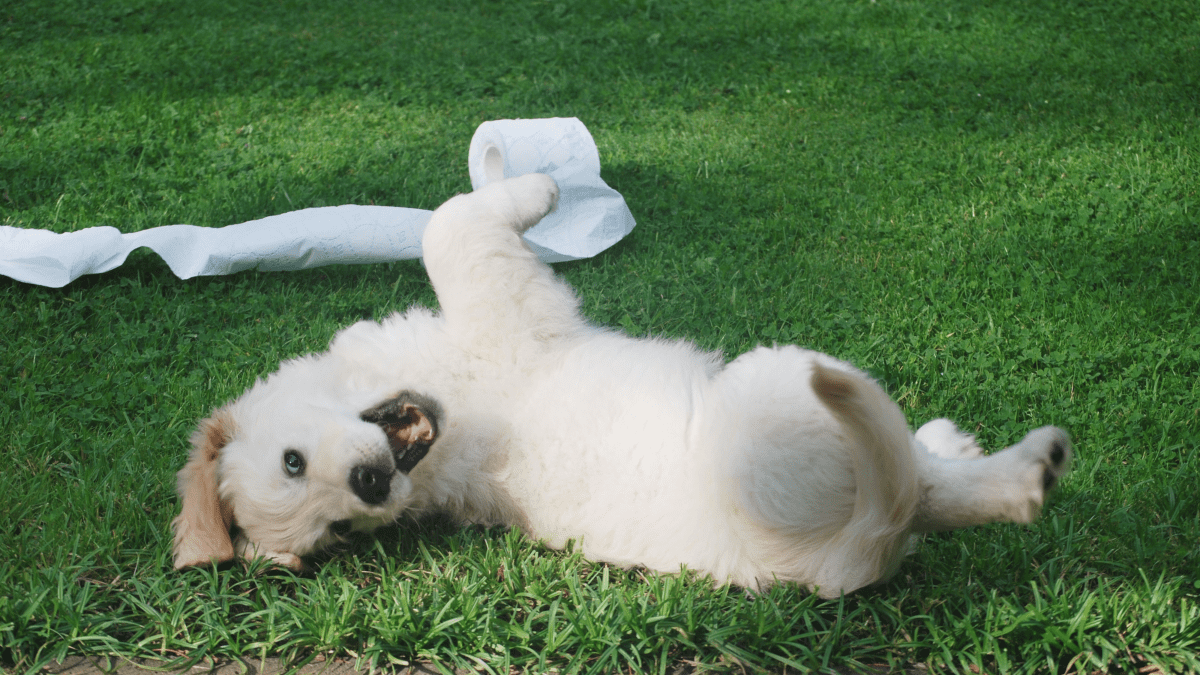 can firm up stop dogs from eating poop