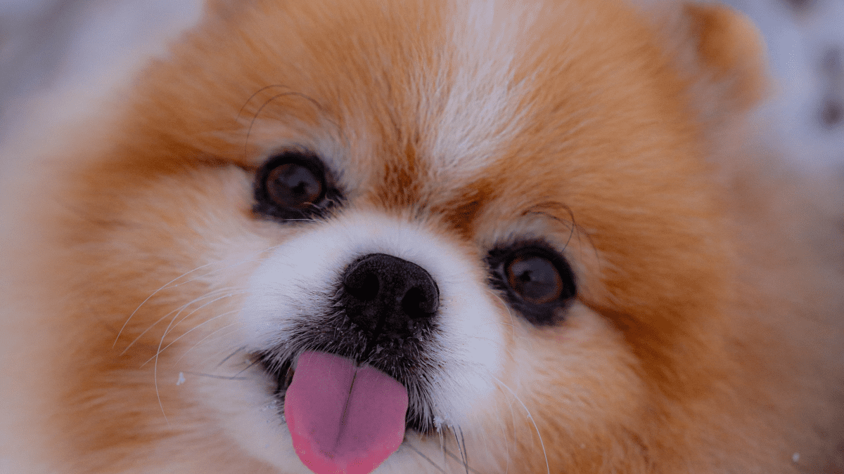 Best Miniature Dog Breeds