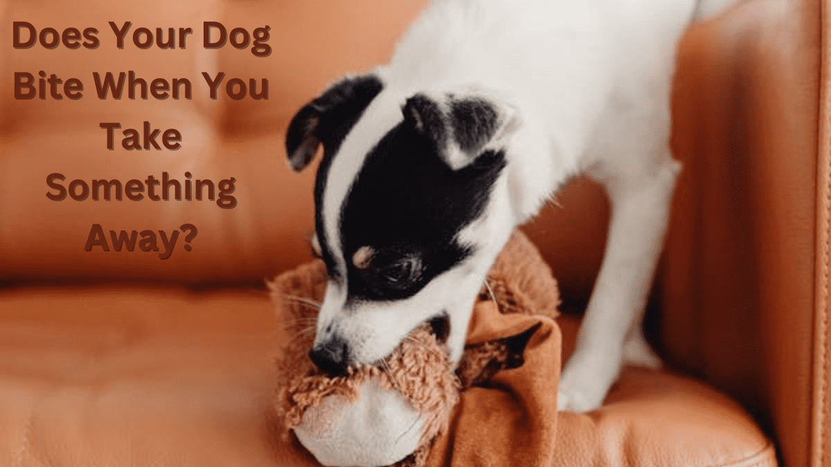 How To Stop A Dog From Biting When Taking Something Away - Pethelpful