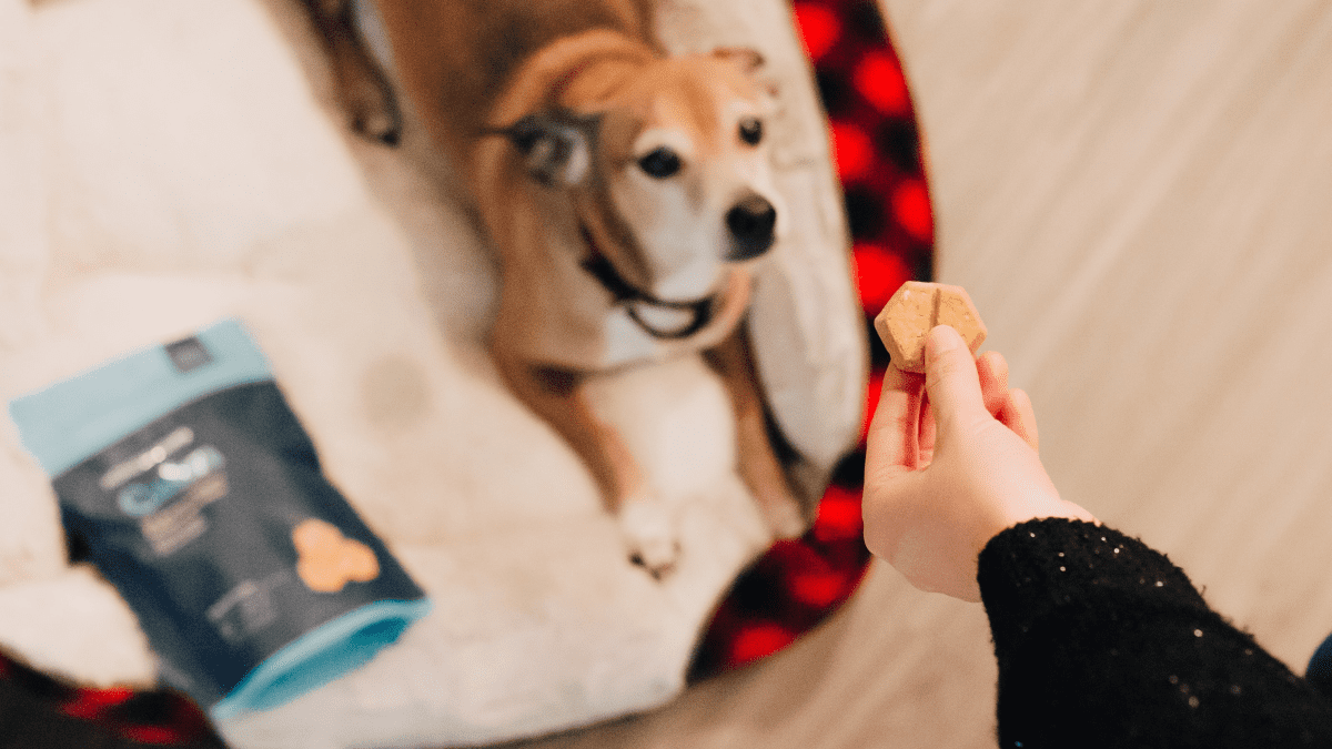 Best 5 Dog Training Toys to Boost Motivation