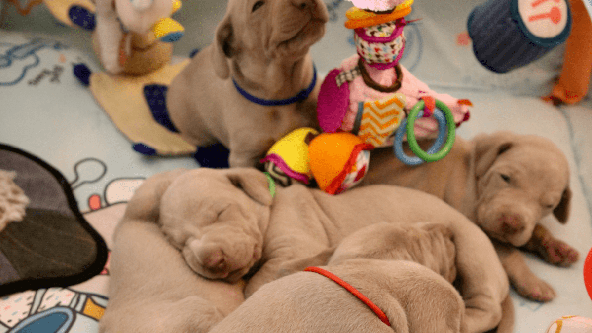 hoesten beneden bijeenkomst Puppy Stages: 7-Week-Old Puppy Behavior and Development - PetHelpful