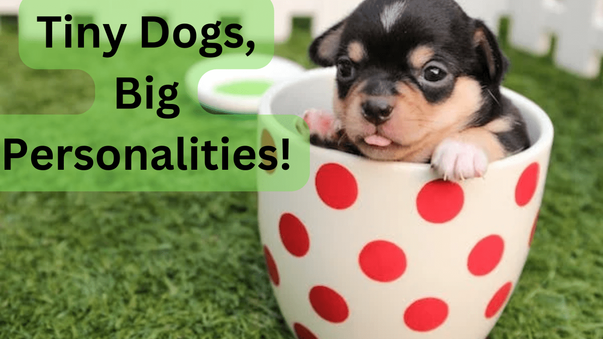 360+ Cute Small Dog Names for Girl and Boy Dogs (With Meanings ...