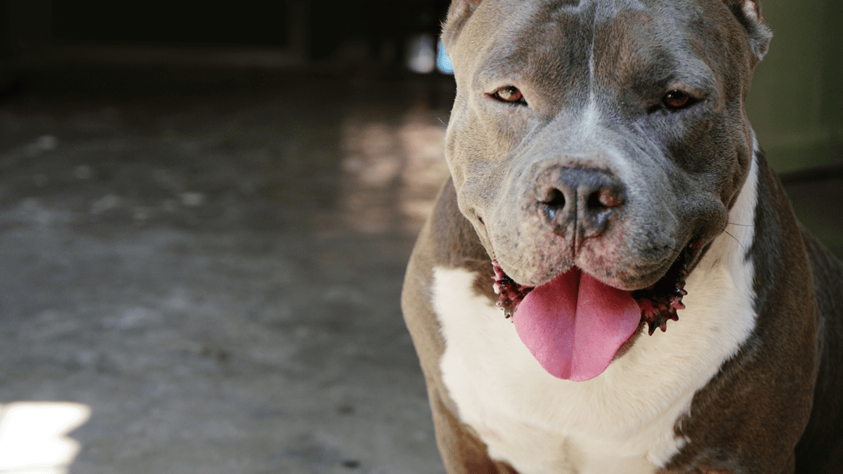 20 Dogs that Use Bully Max - Results You Have to See to Believe