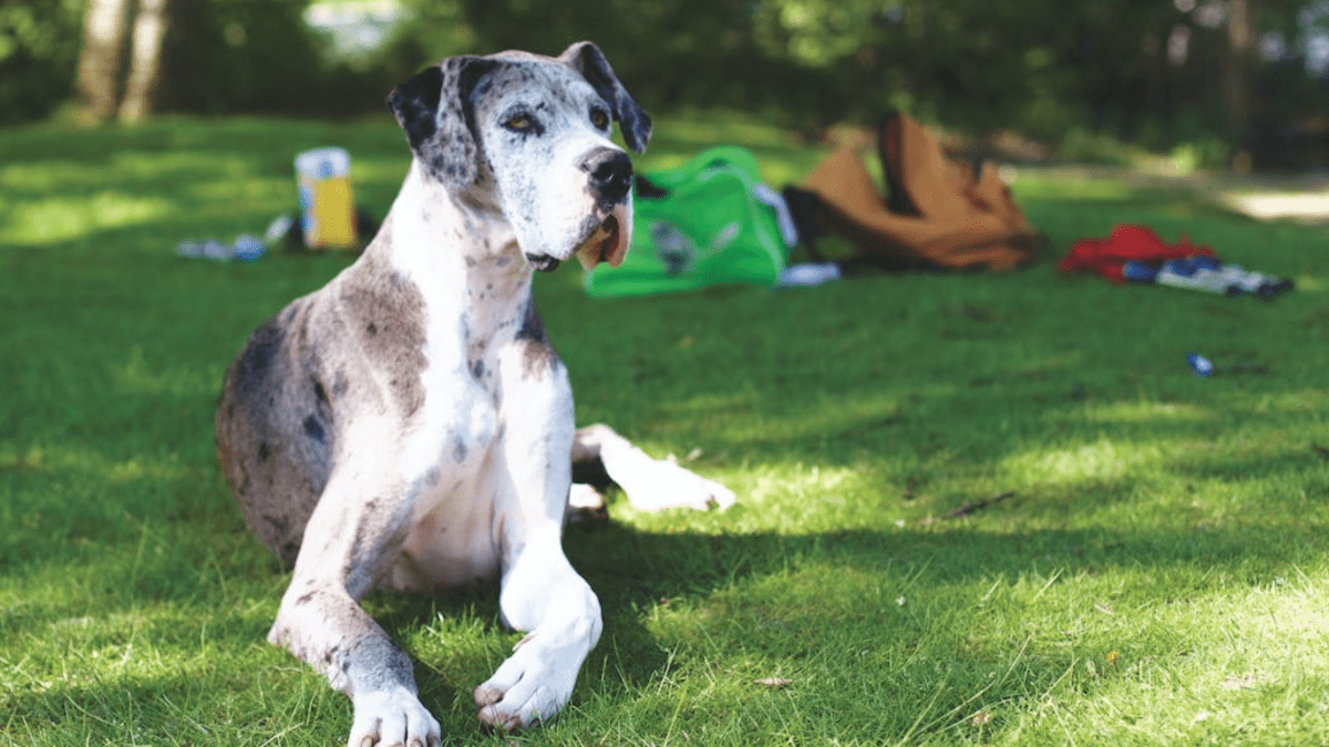 The 5 Best Large German Dog Breeds - PetHelpful