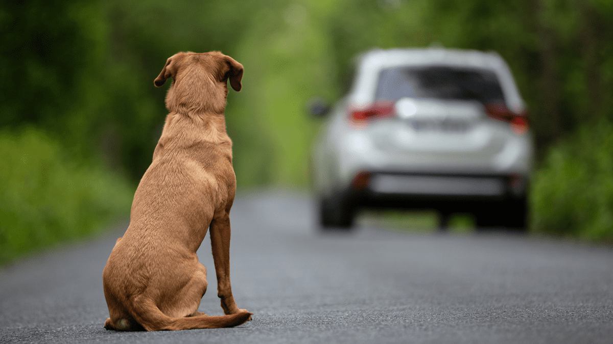 how do i stop my dog being scared of cars