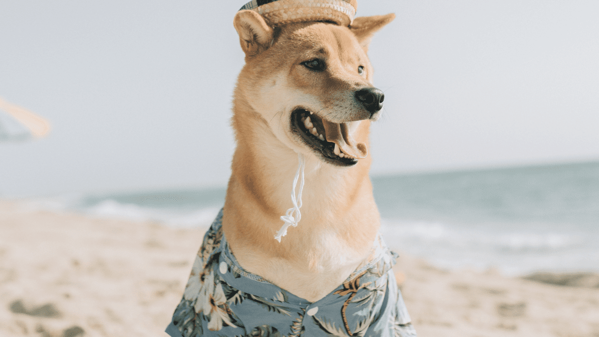 Dog Baseball Caps Are the Fashion Accessory Your Pup Needs This Summer