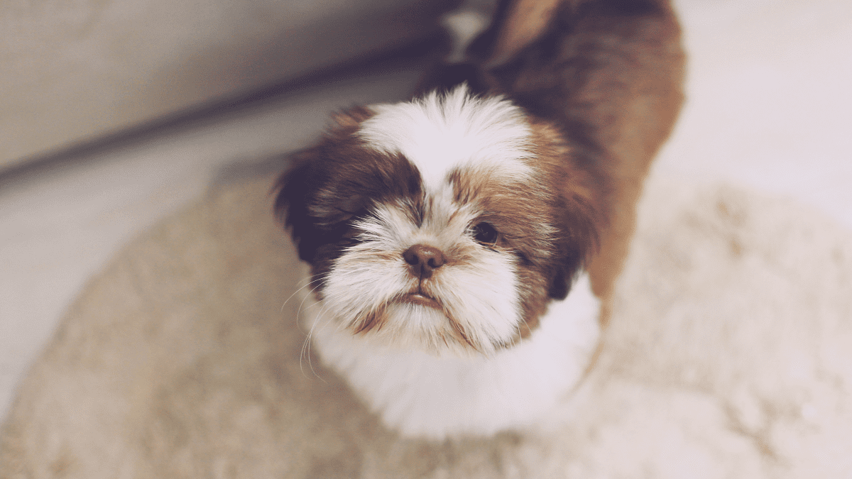 15 Small Fluffy Dog Breeds - Best Small Dogs for Families and