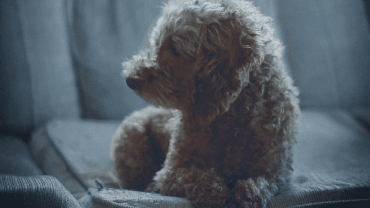 how long do dogs grieve loss of another dog