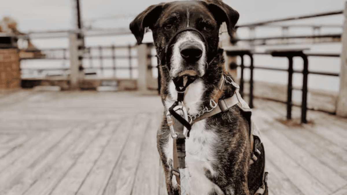 Benefits and Advantages of Front-Attaching Harnesses for Dogs - PetHelpful