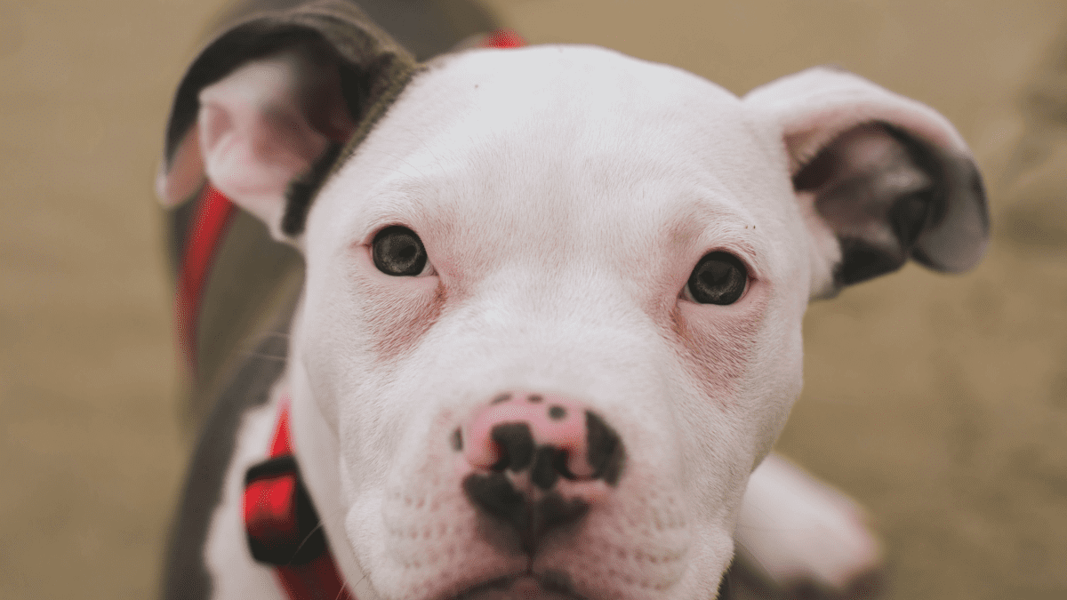 How to Train a Pit Bull Puppy - PetHelpful
