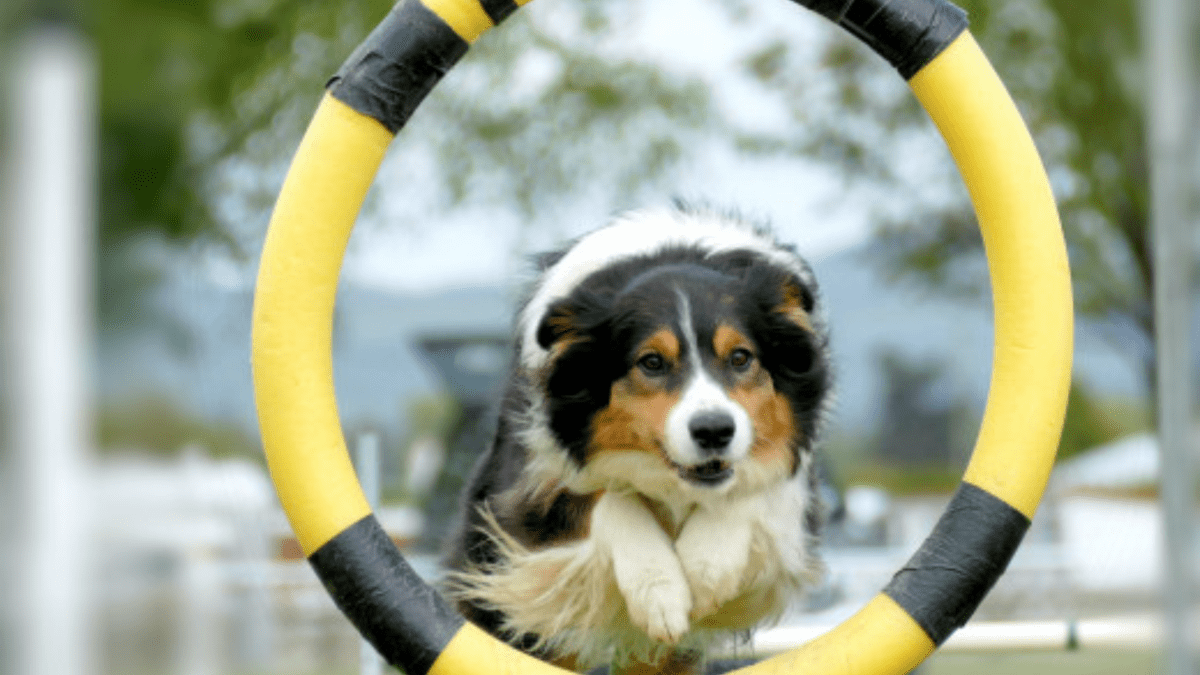 how do you make dog agility jumps