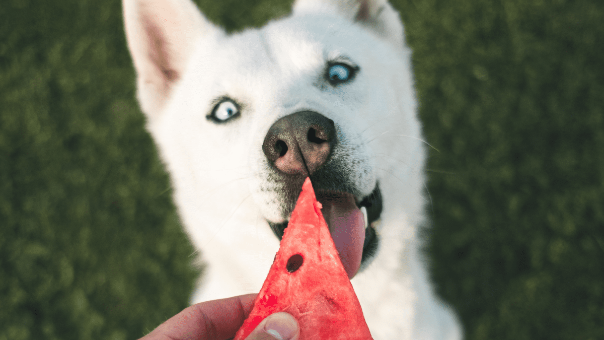 List of Toxic Human Foods Your Dog Cannot Eat - PetHelpful