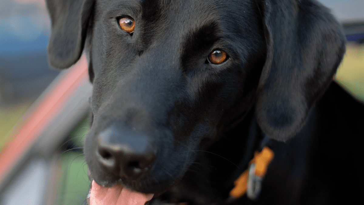 10 Reasons Labrador Retrievers Make Great Family Pets - PetHelpful