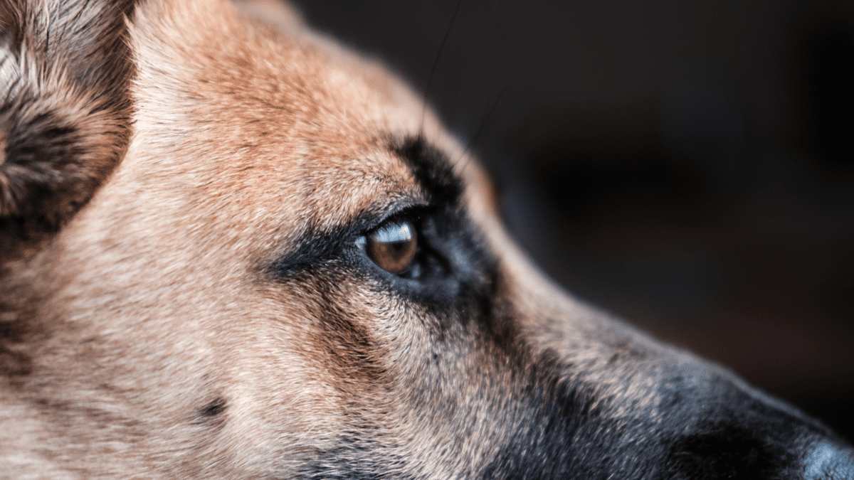 can a american staffordshire terrier and a caucasian shepherd dog be friends