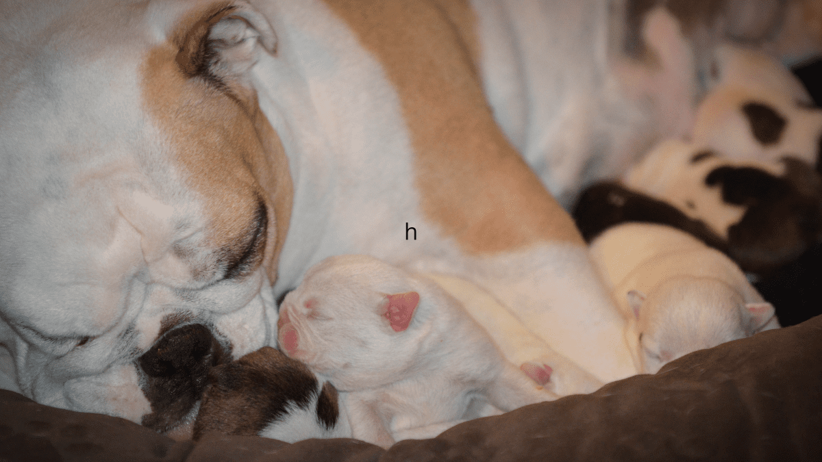 Complications After Dogs Give Birth - PetHelpful