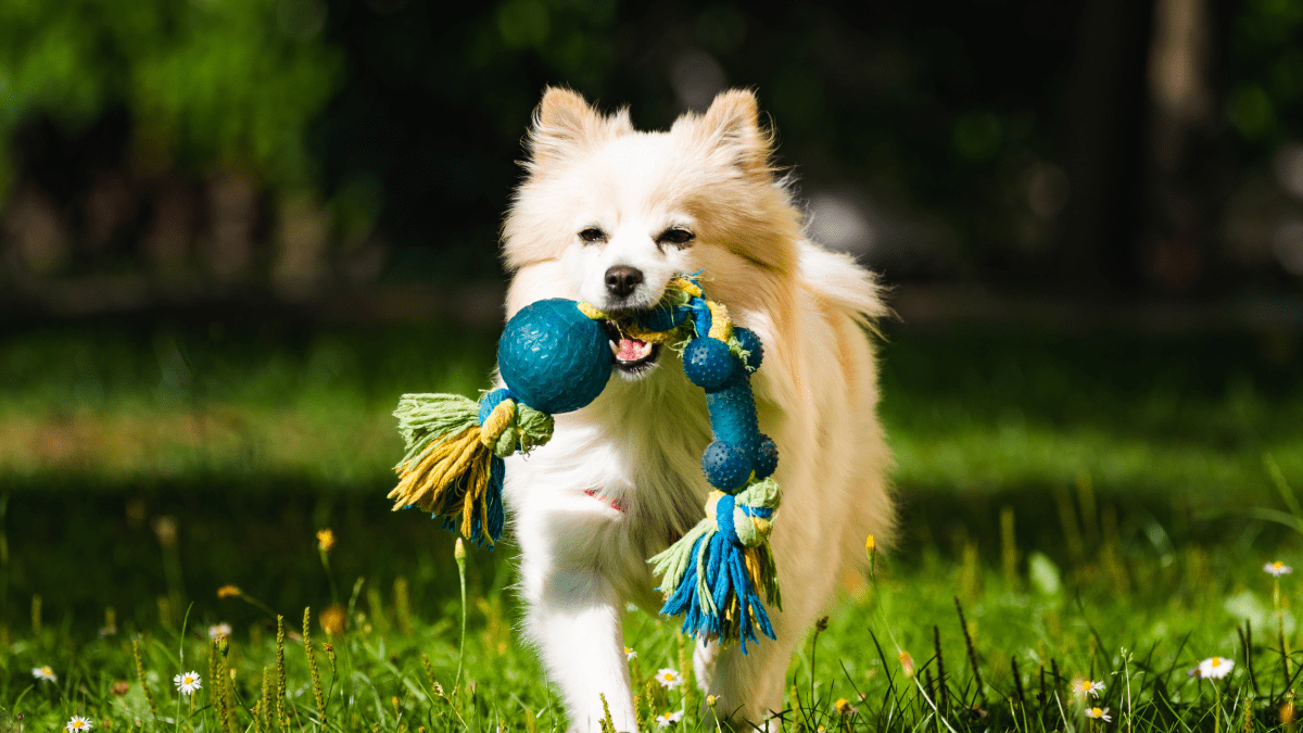 Dog Playing with a toy