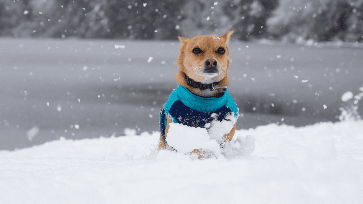 why is my dog eating so much snow