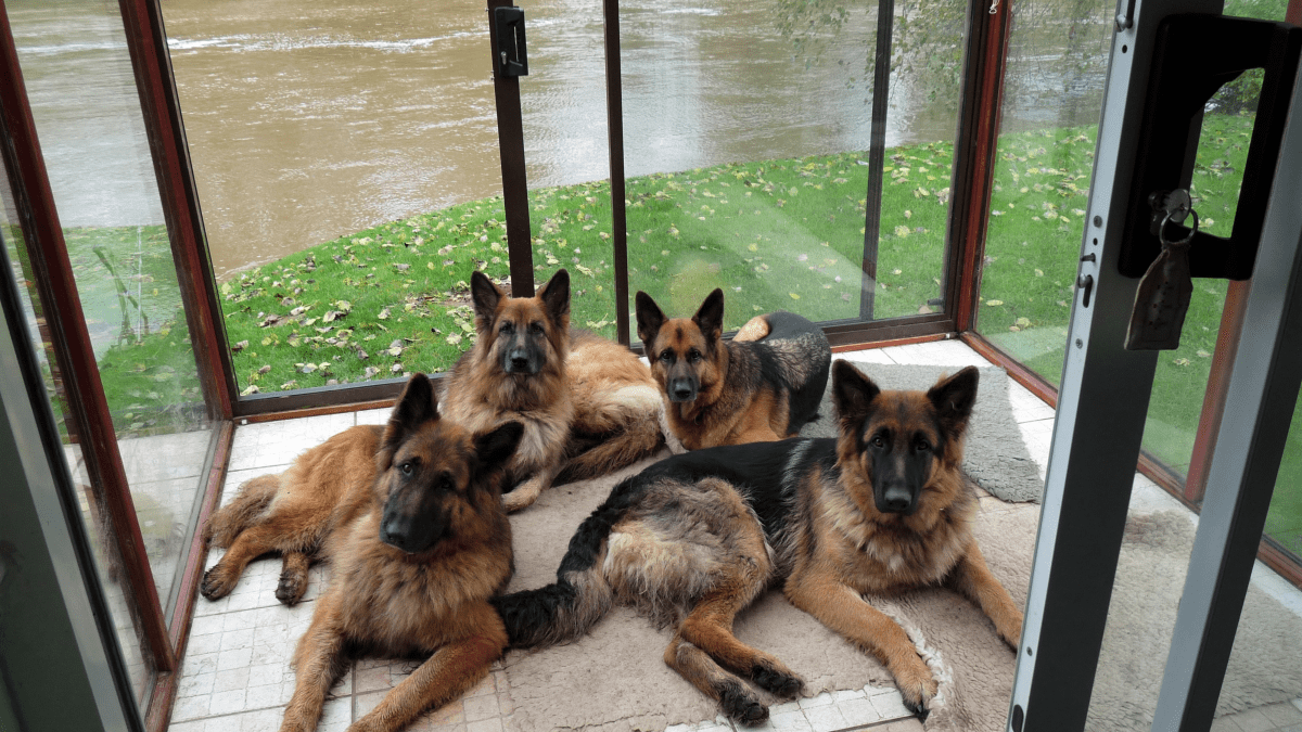 Indoor Activities for Herding Dogs
