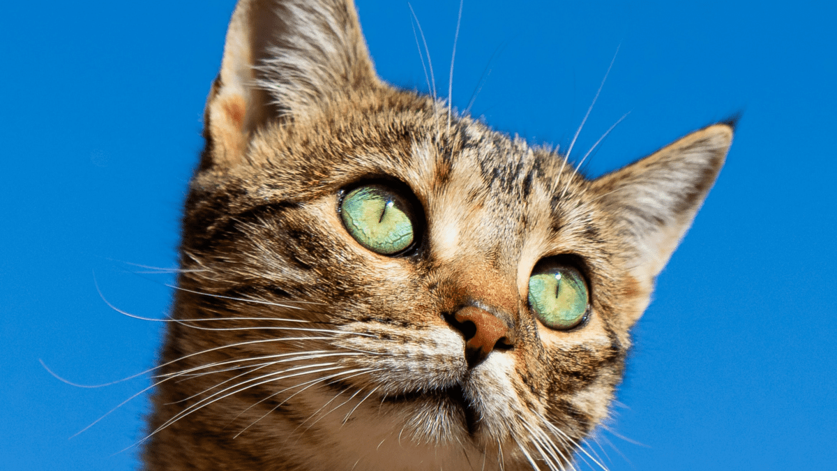 Cat Genetics: A Progressive Look at Coat Colors & Patterns - Tails & Tips