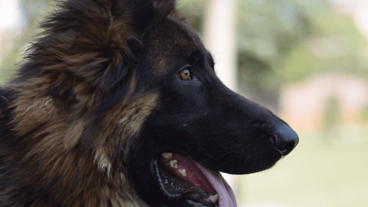 Top 10 Toys for German Shepherds & Their Exercise Needs - Rocky Kanaka