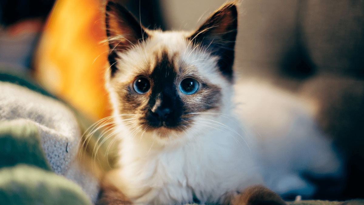 10 Logical Reasons Why Cats Are Cute (With Pictures) - PetHelpful