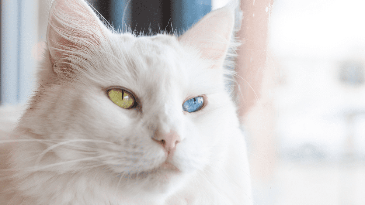 white kitten with blue and green eyes