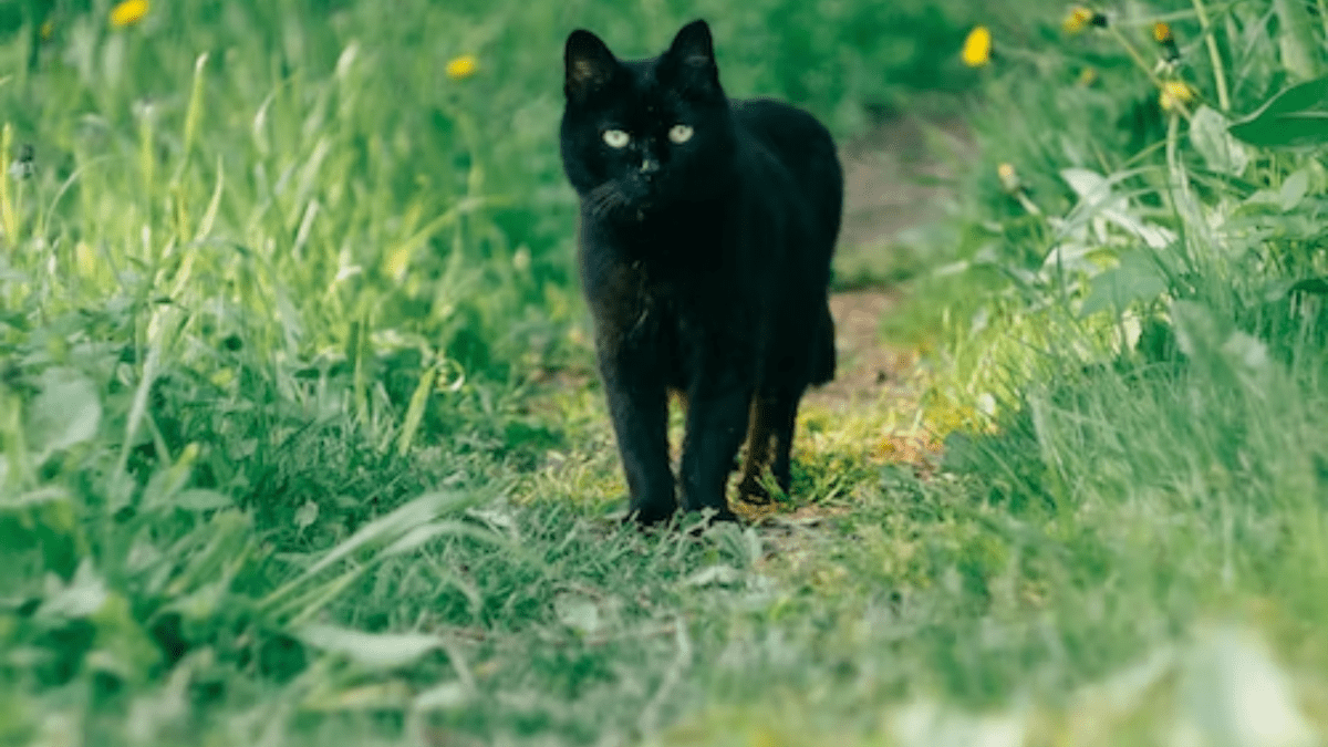 Black cat