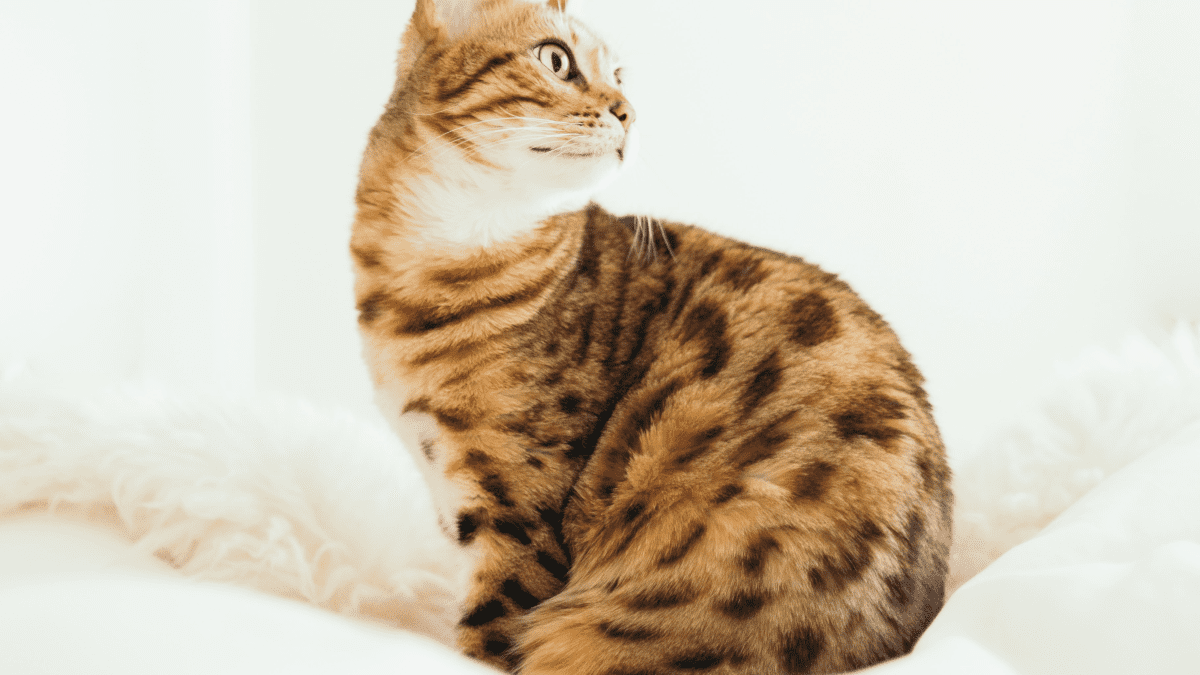 The Joys and Hazards of Living With a Pet Bengal photo image