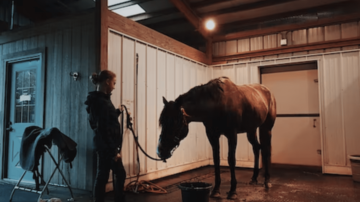 How to Create a Horse Training Plan and Journal (With Examples) - PetHelpful