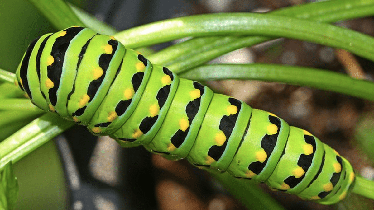 Caterpillar Identification Guide: Find Your Caterpillar With ...