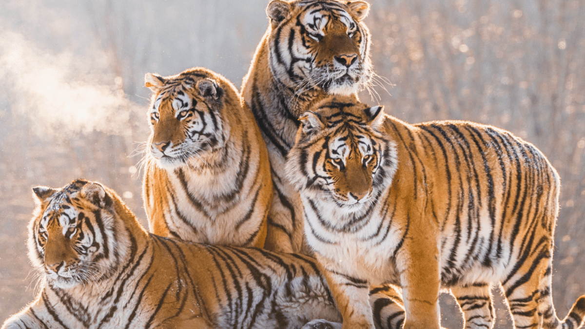 Tigers - Largest Cats, Beautiful Stripes, Like to Swim 