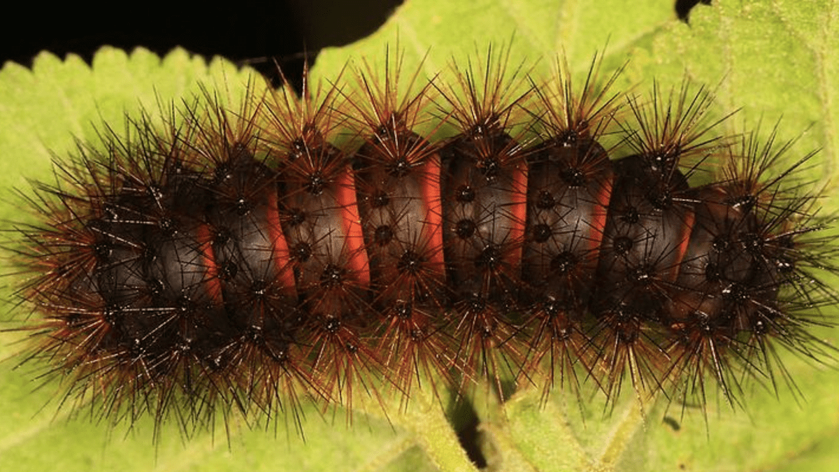 giant brown caterpillar
