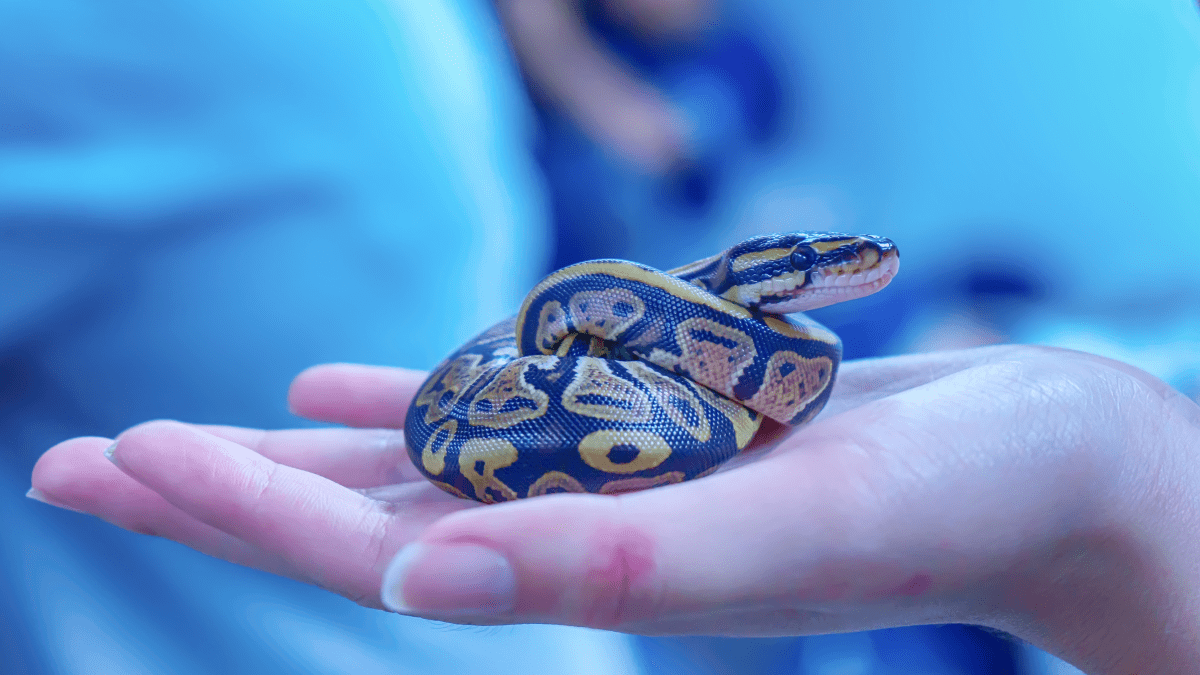 First Few Days With a New Pet Snake - PetHelpful