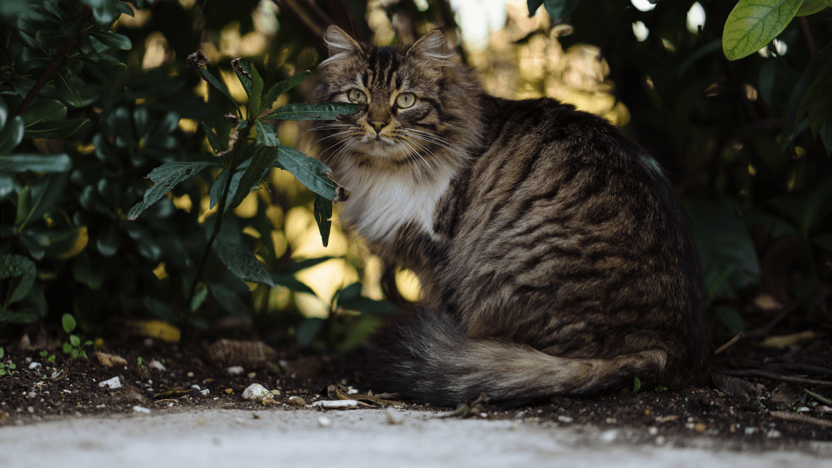 Are There Wild Cats in New Jersey? Important Safety Facts