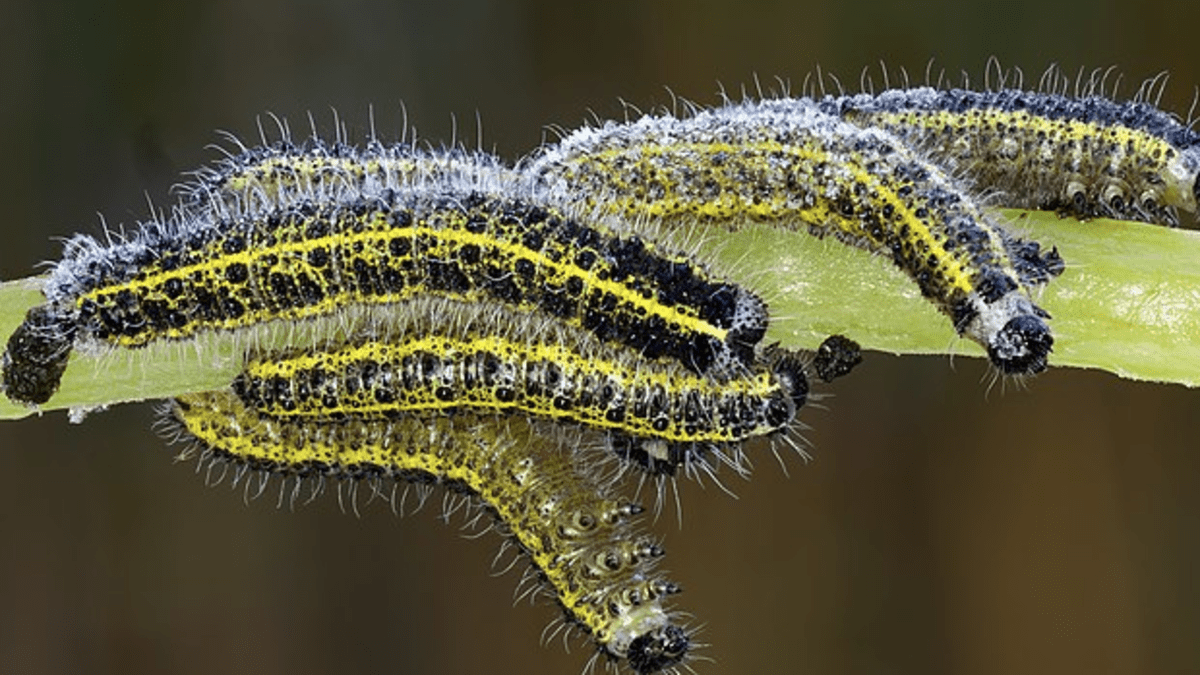 Caterpillar Basics: Answers to Commonly Asked Questions About ...