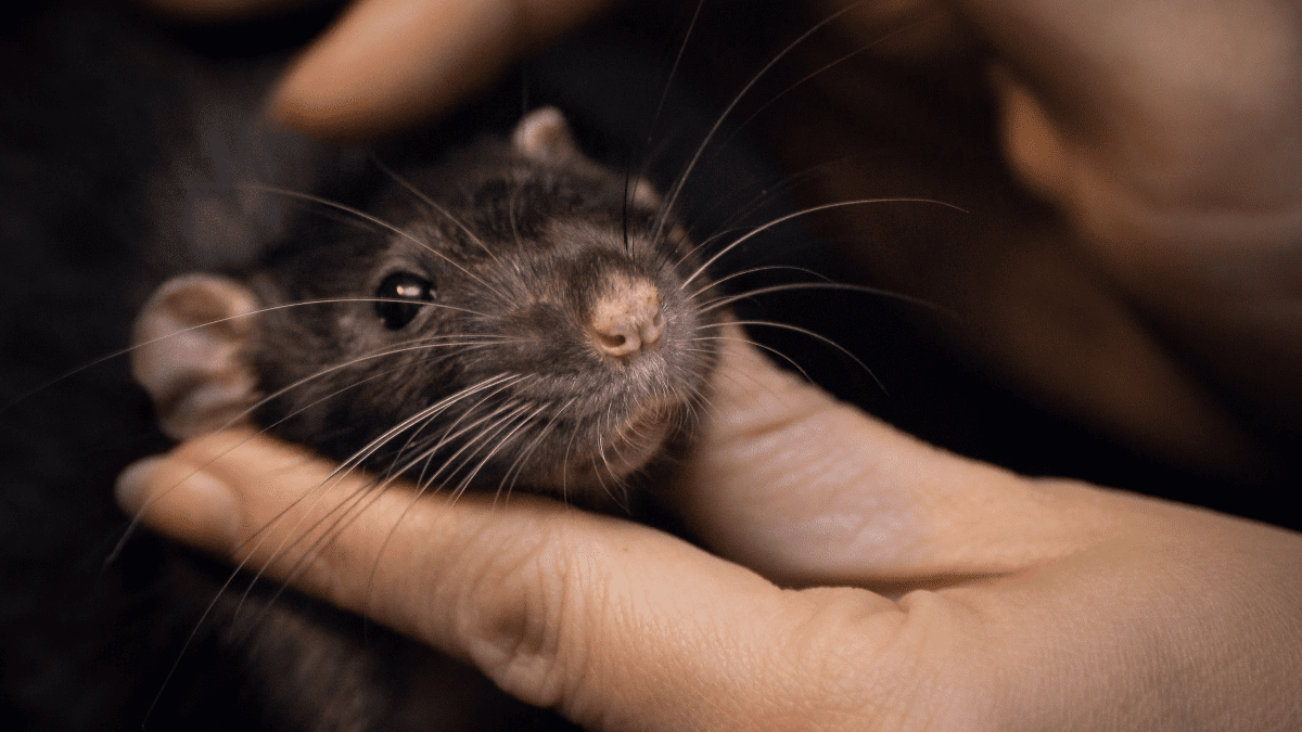 Foods That Are Poisonous to Your Rat - PetHelpful