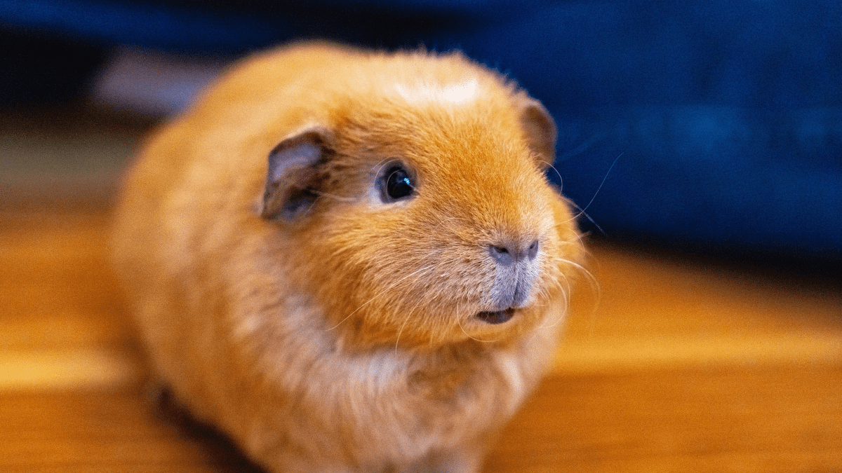 Hamster's Life Cycle: From Pup to Senior